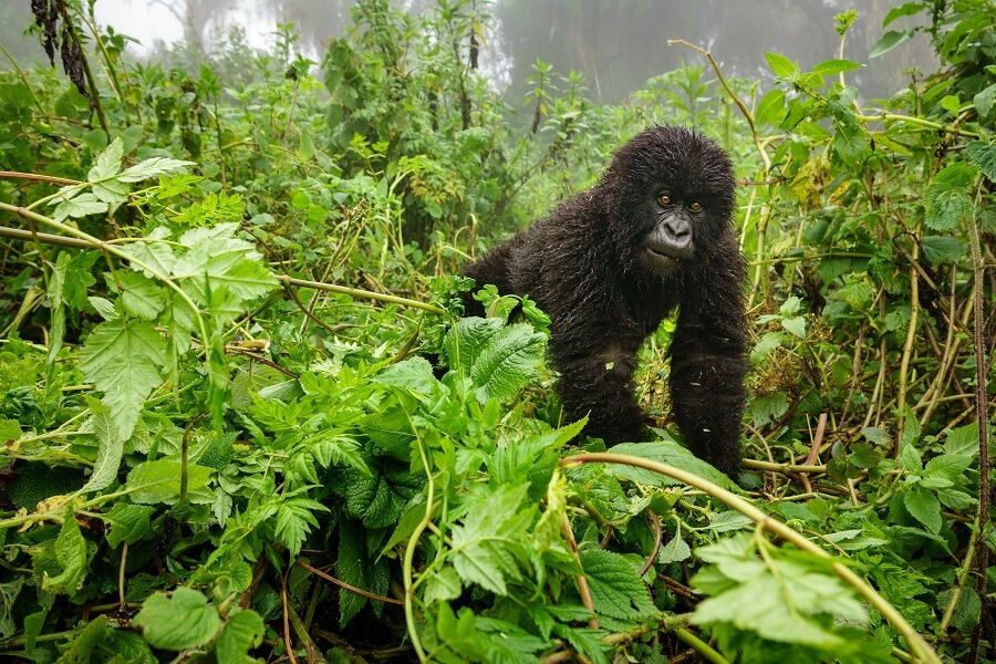 Gentle Giants of the Forest